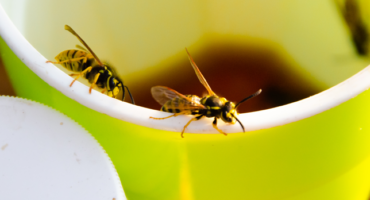 The struggle to keep tables clean: How to deal with sticky surfaces and wasps on terraces